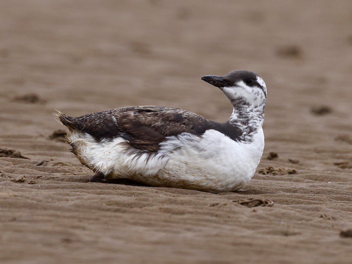Guillemot marmette - ML642827954