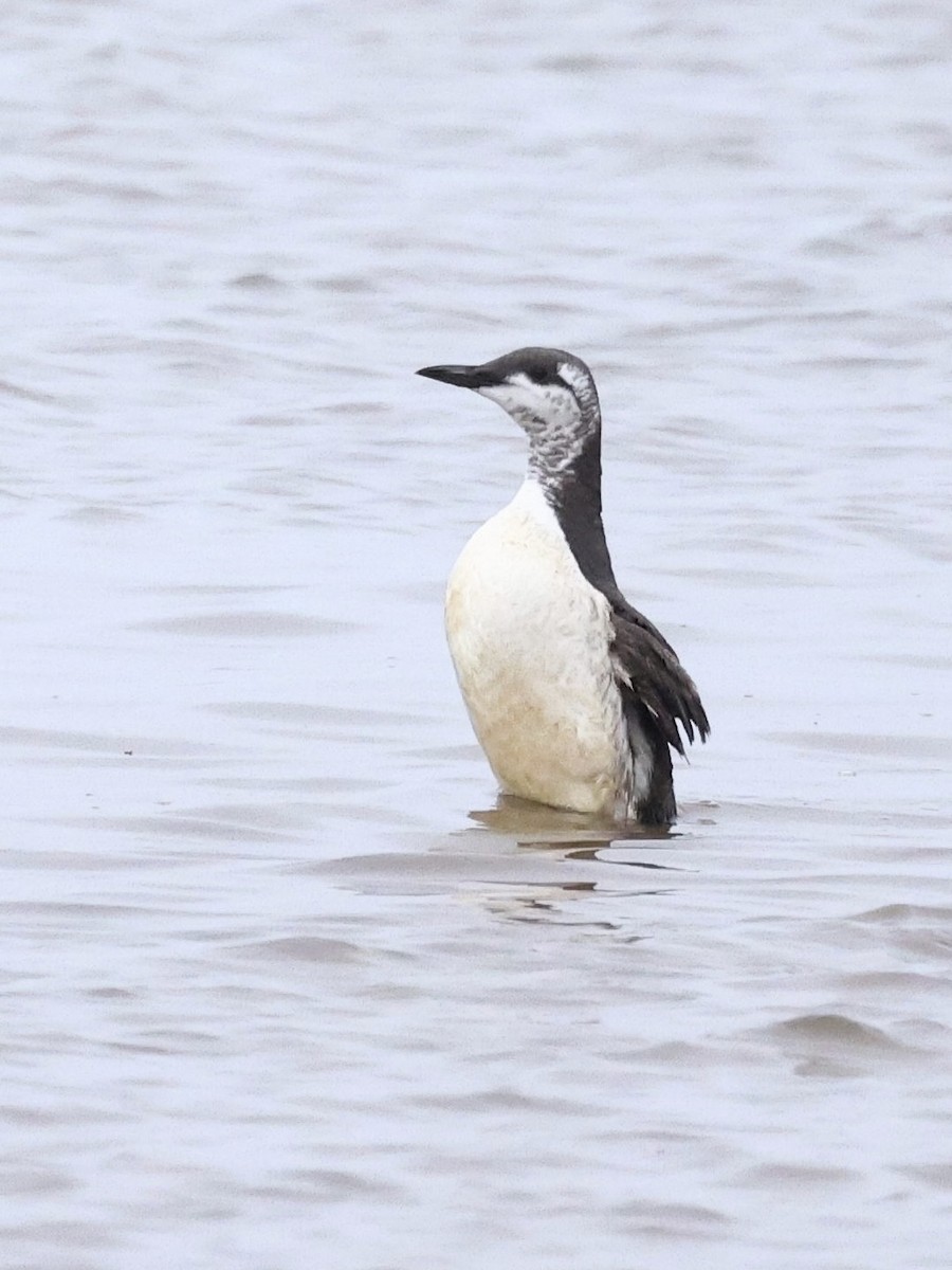 Guillemot marmette - ML642827955