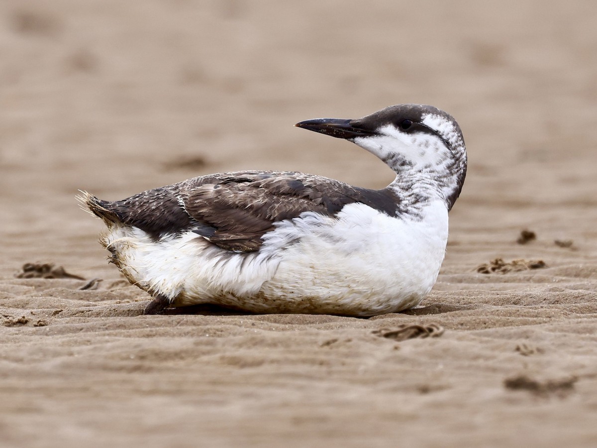 Guillemot marmette - ML642827956