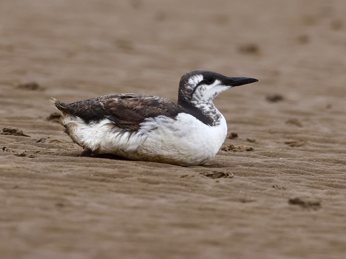 Guillemot marmette - ML642827957