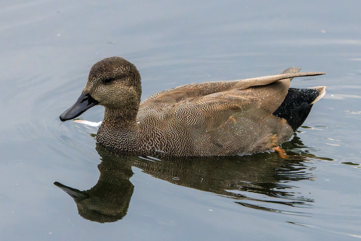 Canard chipeau - ML642827962