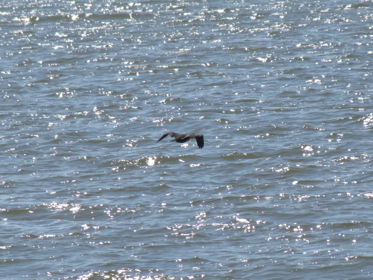 Cormoran à aigrettes - ML642827963