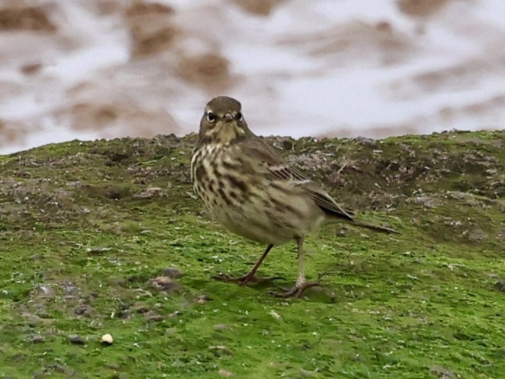 Pipit maritime - ML642827965