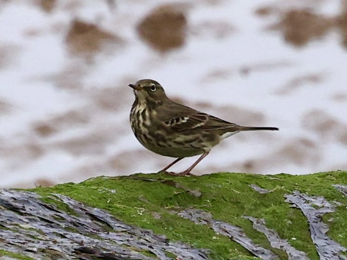 Pipit maritime - ML642827966