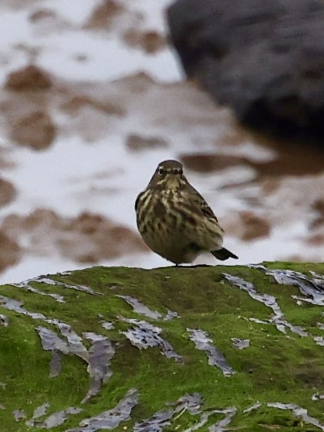 Pipit maritime - ML642827967