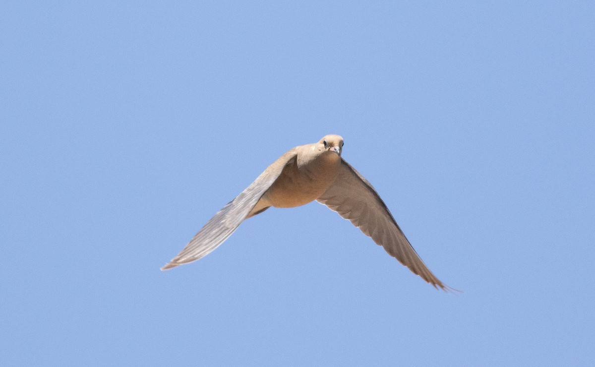 Mourning Dove - ML642827977