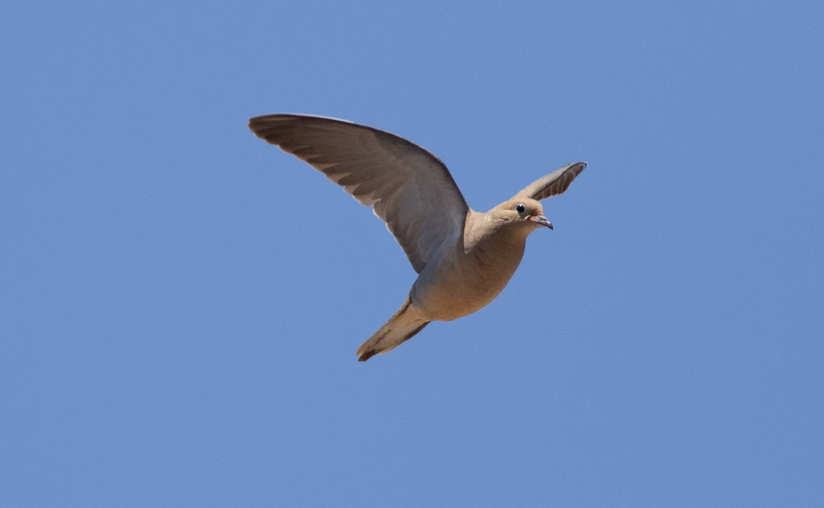 Mourning Dove - ML642827978