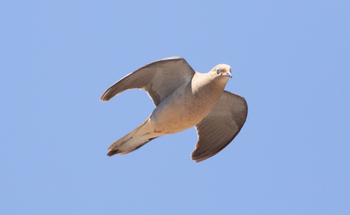 Mourning Dove - ML642827980