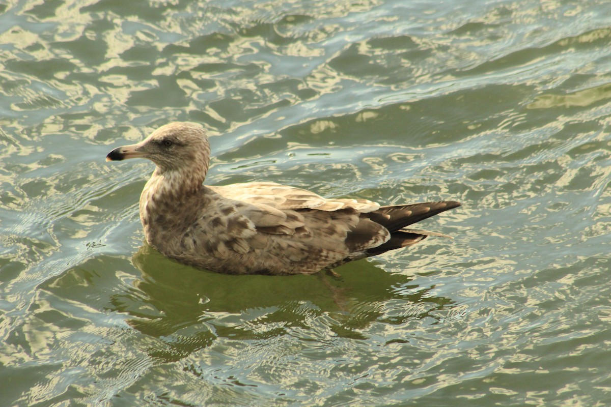 American Herring Gull - ML642827989