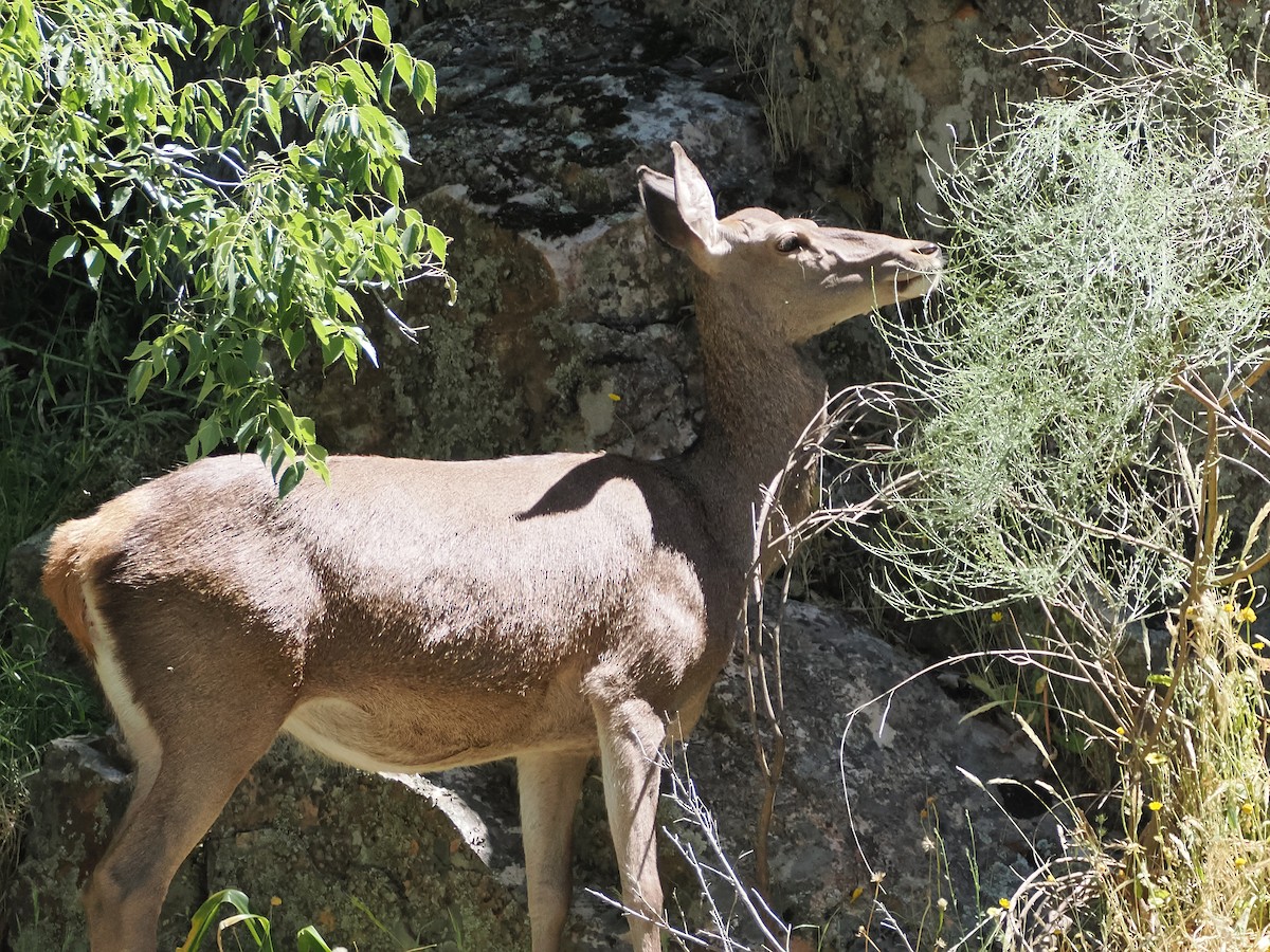 Red Deer - ML642827991