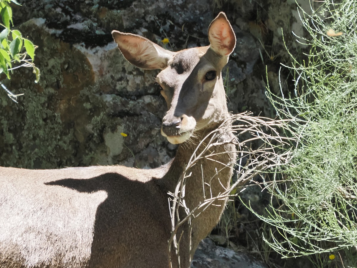 Red Deer - ML642827992