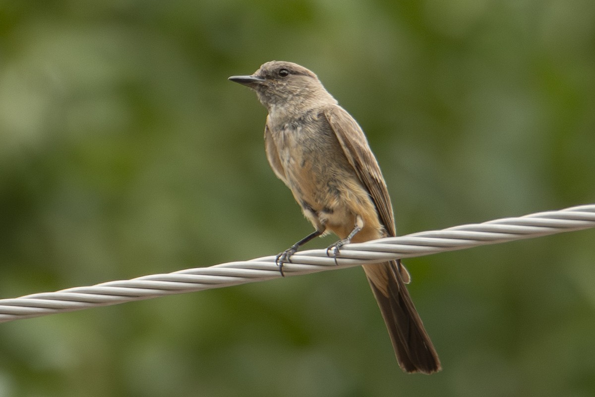 Say's Phoebe - ML642827996