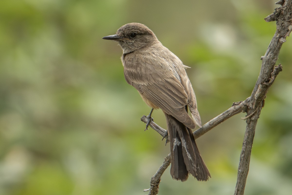 Say's Phoebe - ML642827997