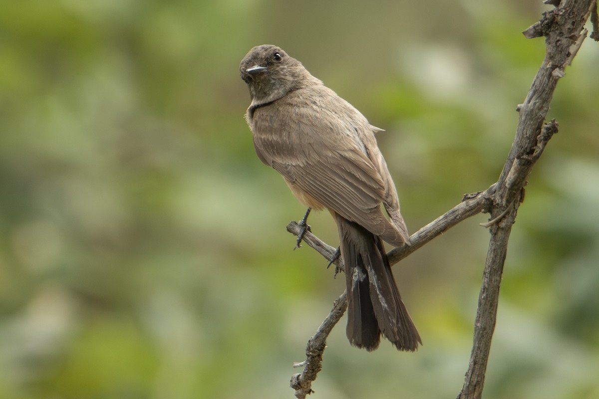 Say's Phoebe - ML642827998