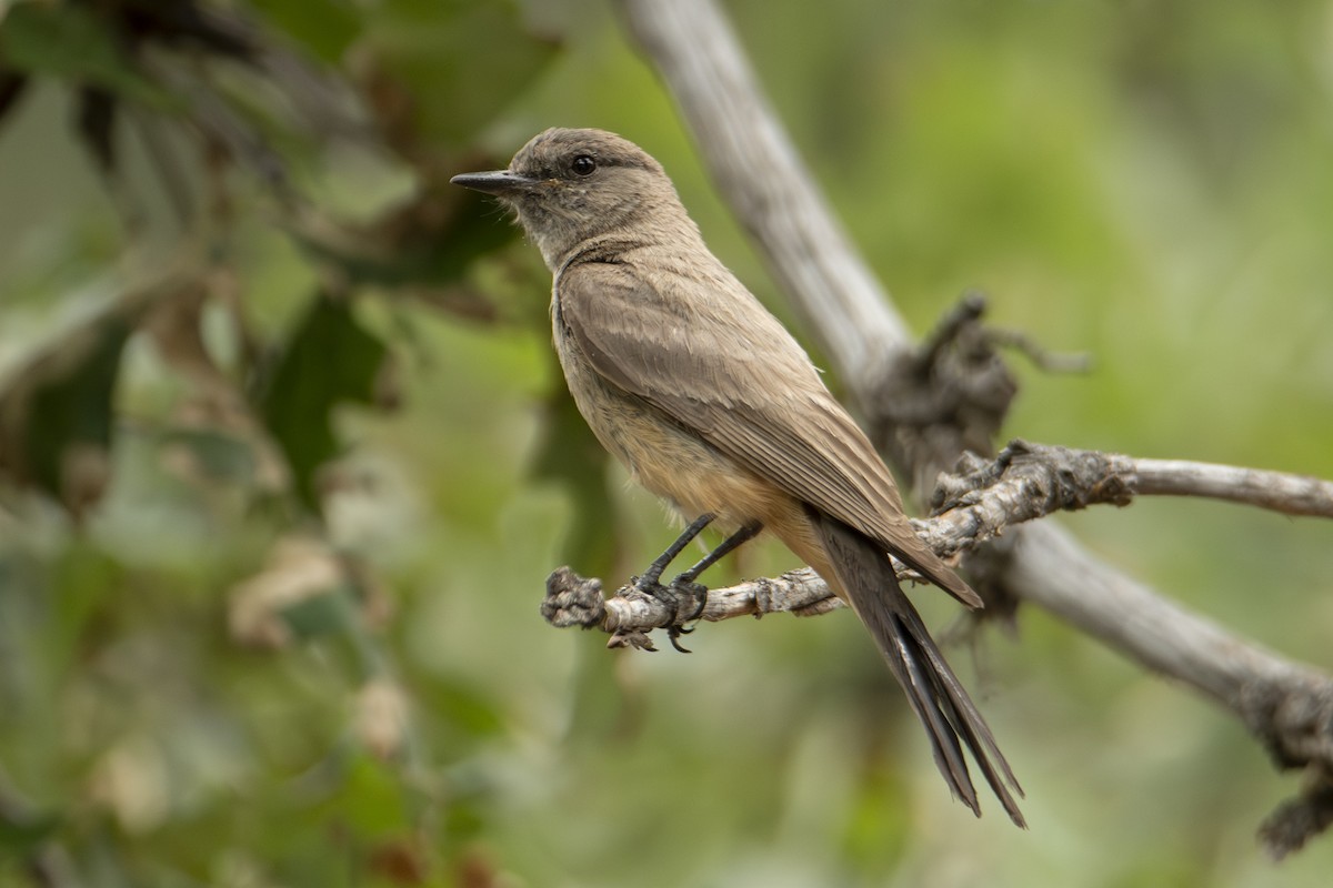Say's Phoebe - ML642827999