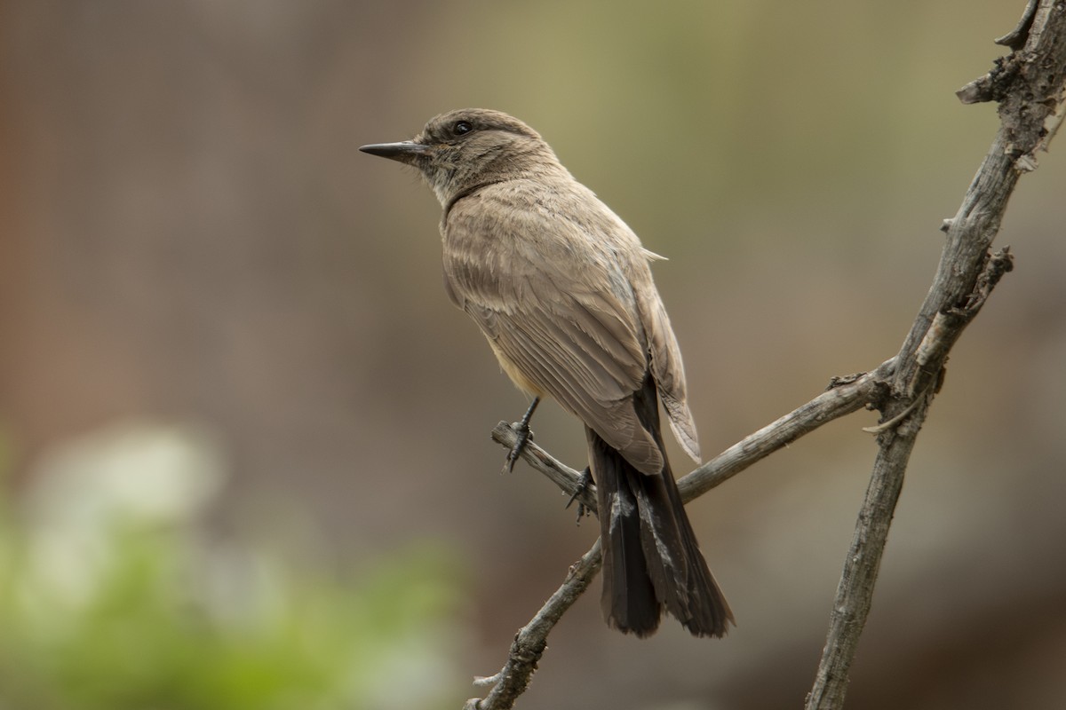 Say's Phoebe - ML642828000