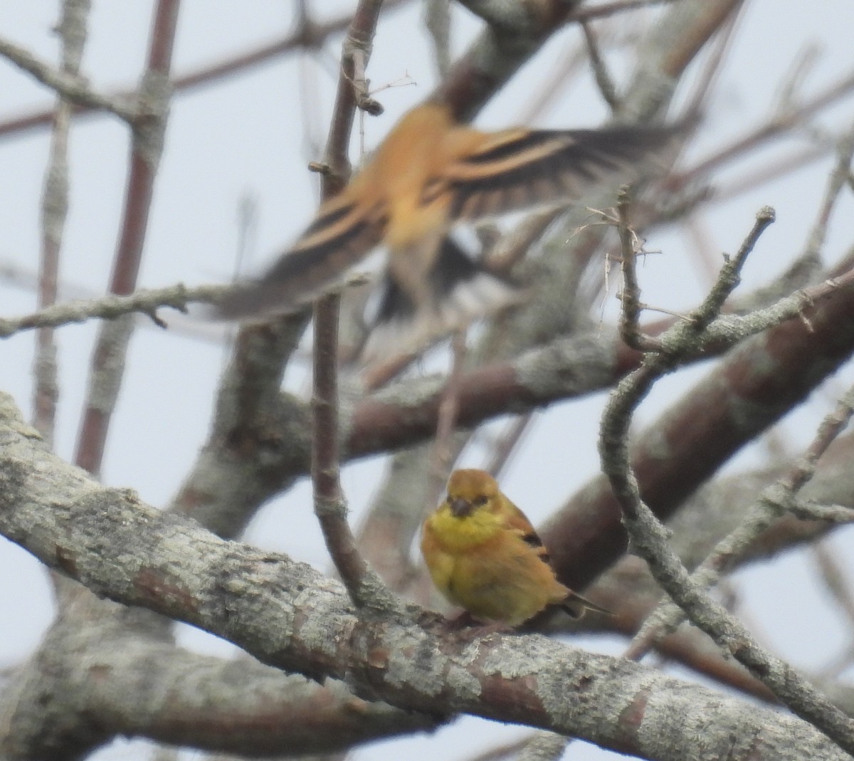 American Goldfinch - ML642828016
