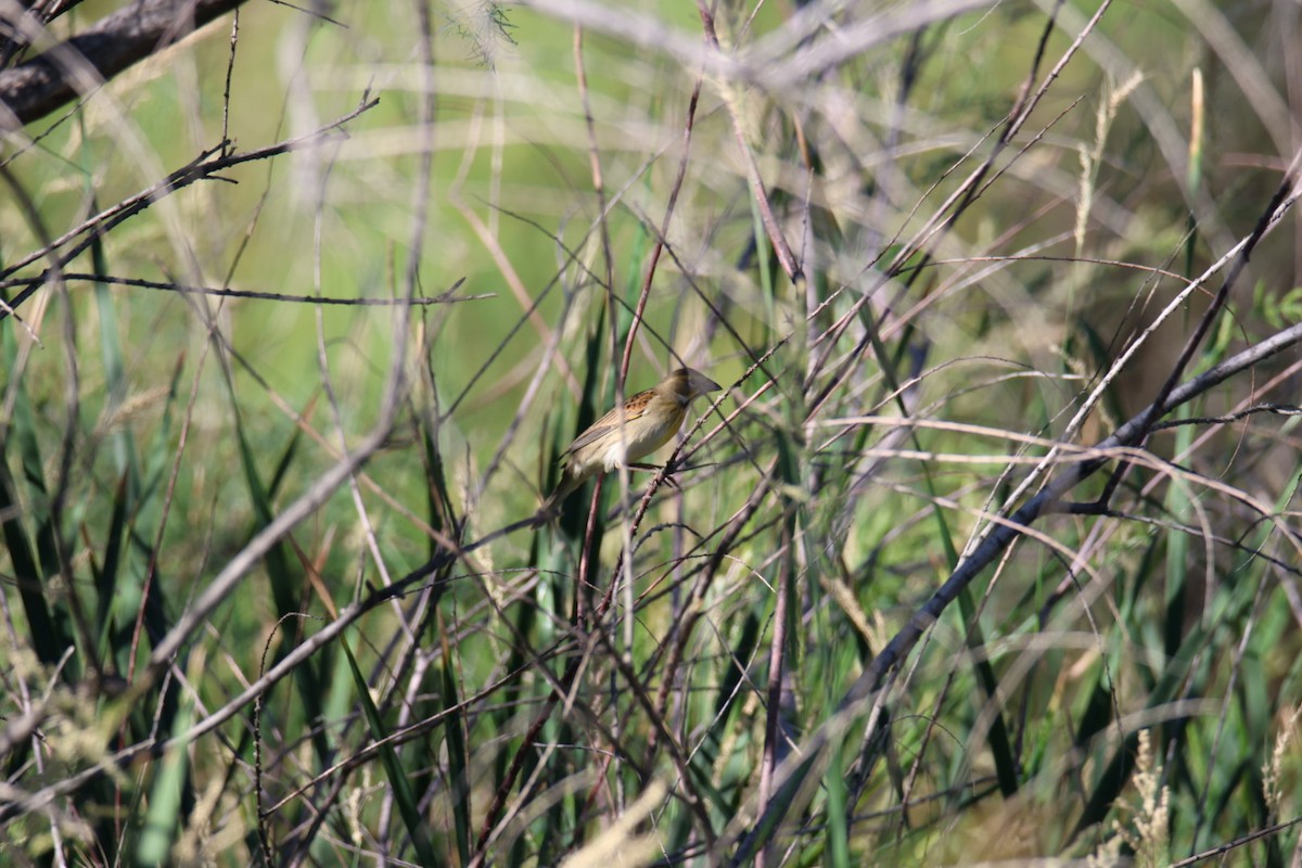 Dickcissel - ML642828035