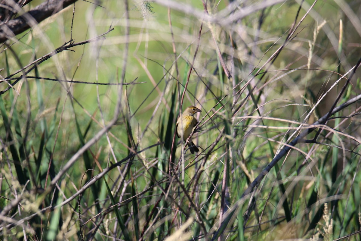 Dickcissel - ML642828036