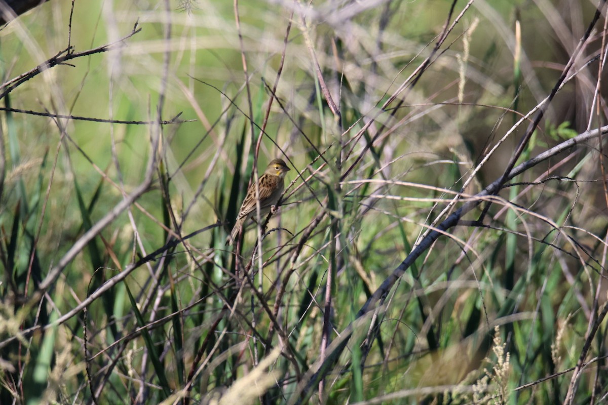 Dickcissel - ML642828037