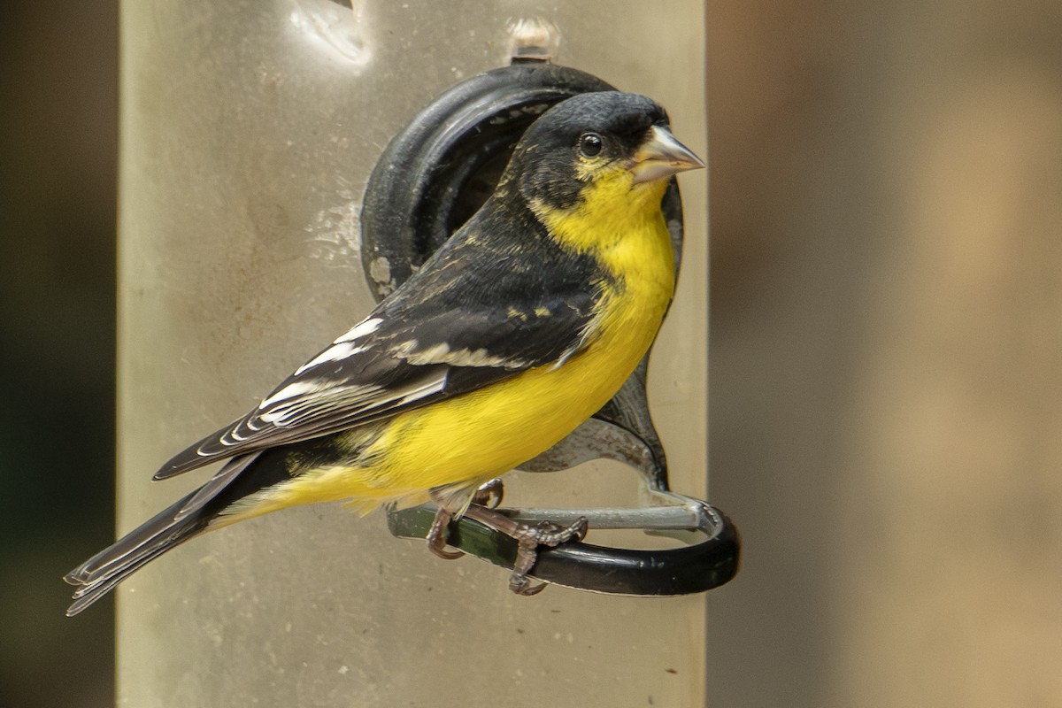 Lesser Goldfinch - ML642828044
