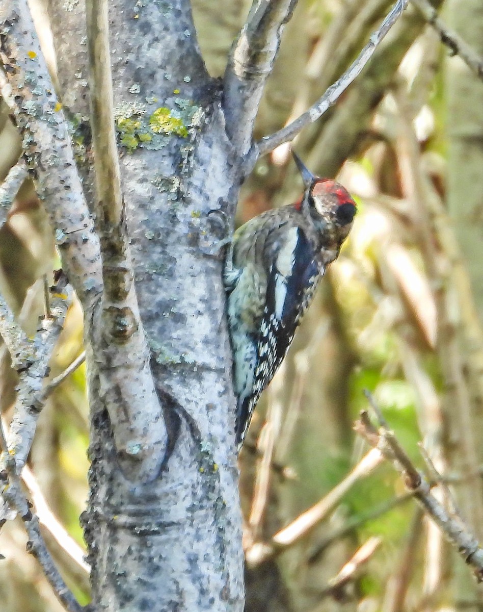 Yellow-bellied Sapsucker - ML642828055