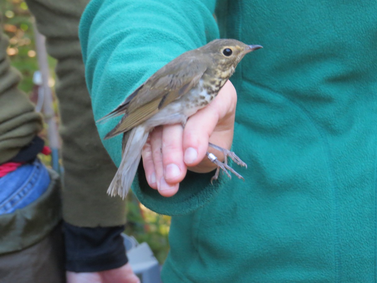 Swainson's Thrush - ML642828059