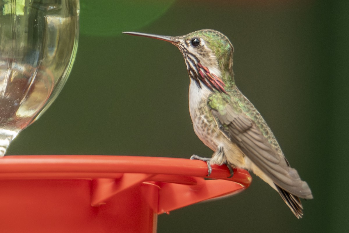 Calliope Hummingbird - ML642828066