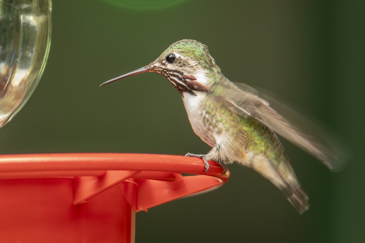 Calliope Hummingbird - ML642828067