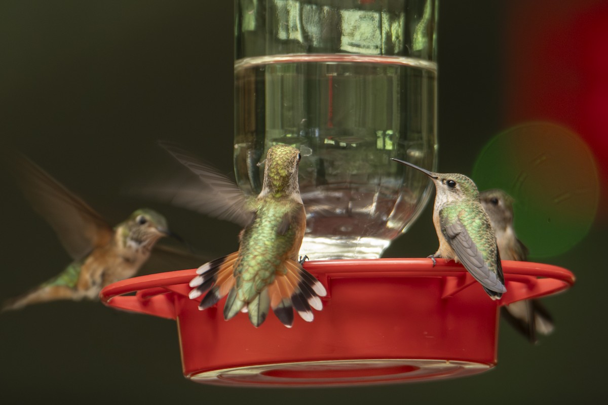Calliope Hummingbird - ML642828068