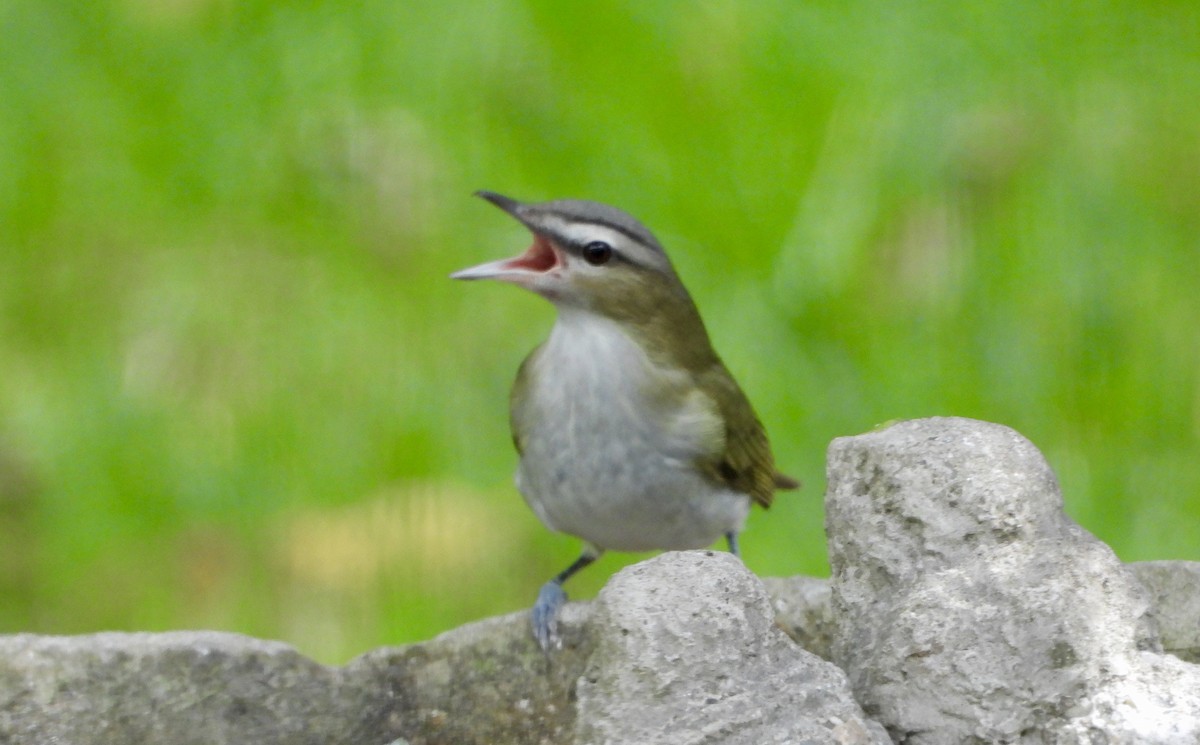Red-eyed Vireo - ML642828069