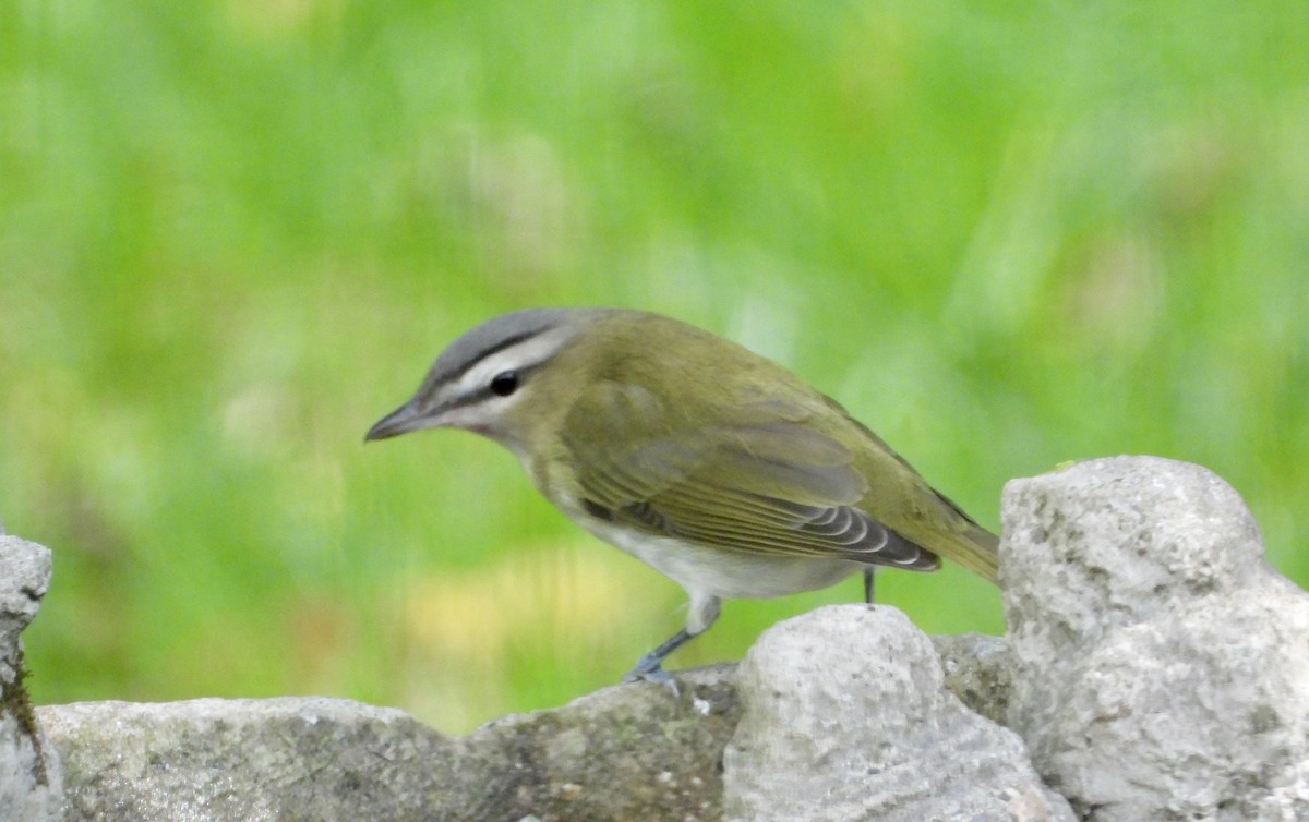 Red-eyed Vireo - ML642828070