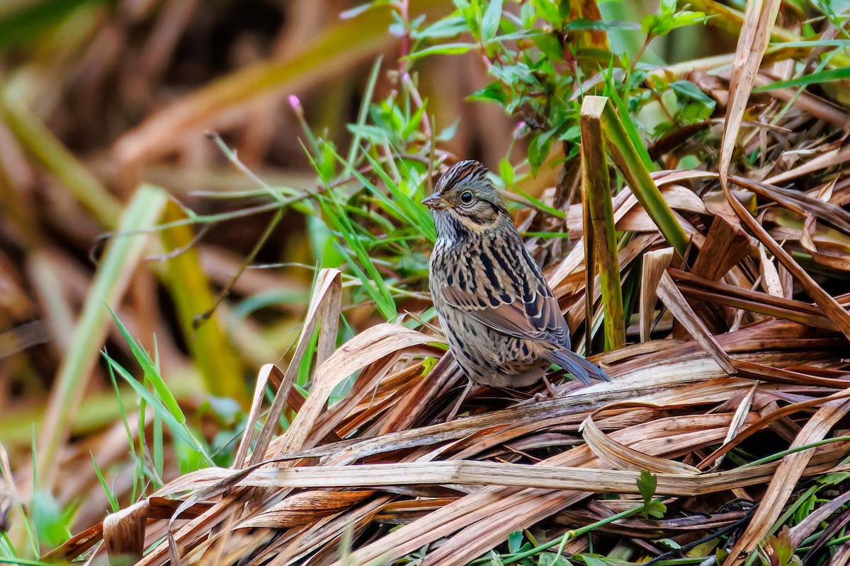Lincoln's Sparrow - ML642828071
