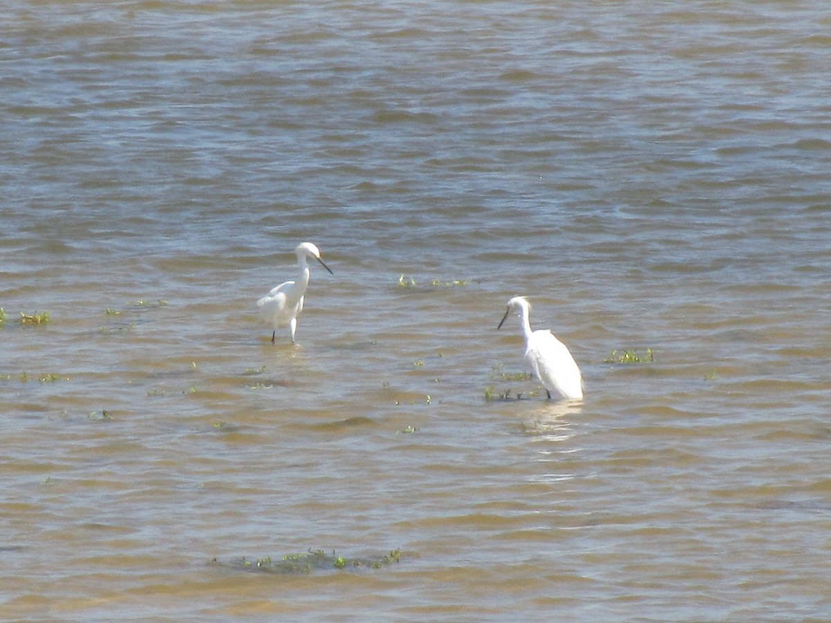 Snowy Egret - ML642828072