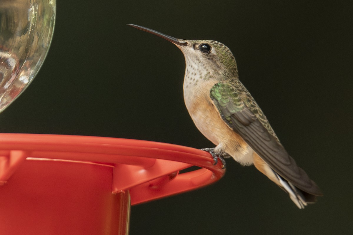 Calliope Hummingbird - ML642828073