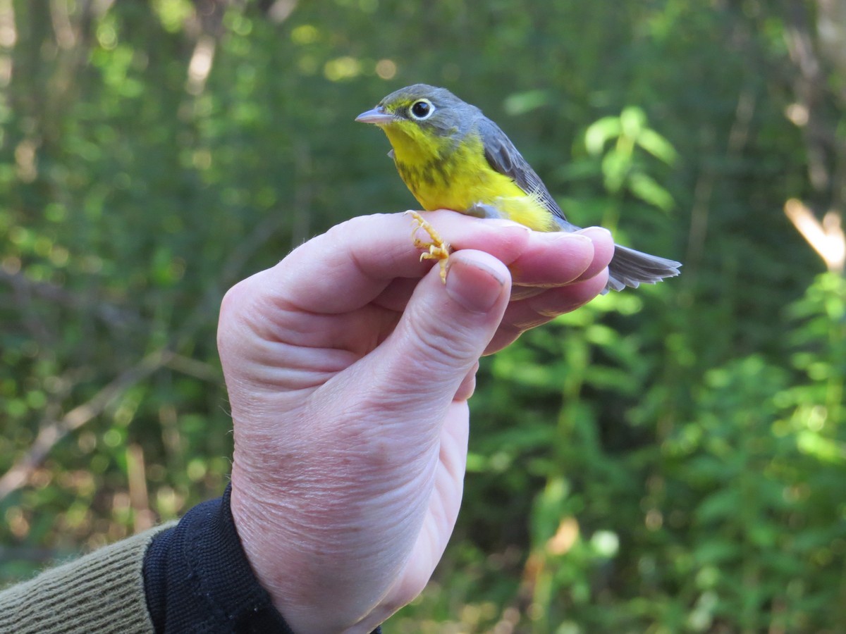 Canada Warbler - ML642828074