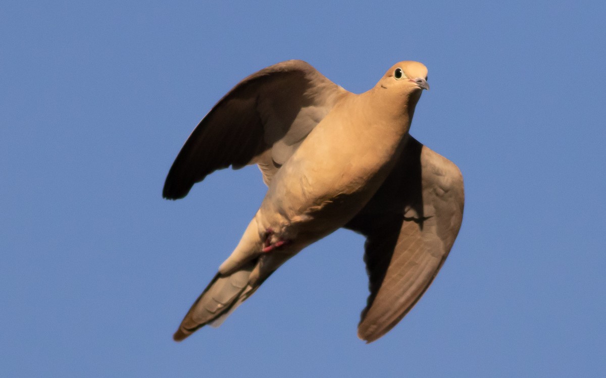 Mourning Dove - ML642828075