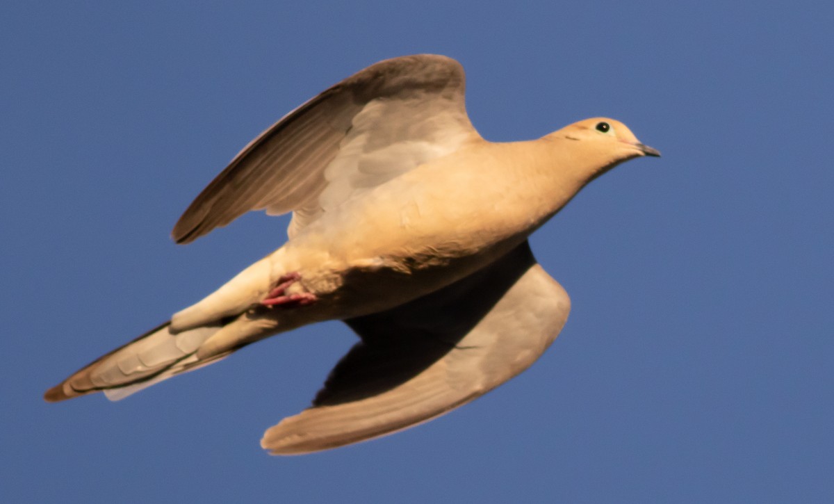 Mourning Dove - ML642828076