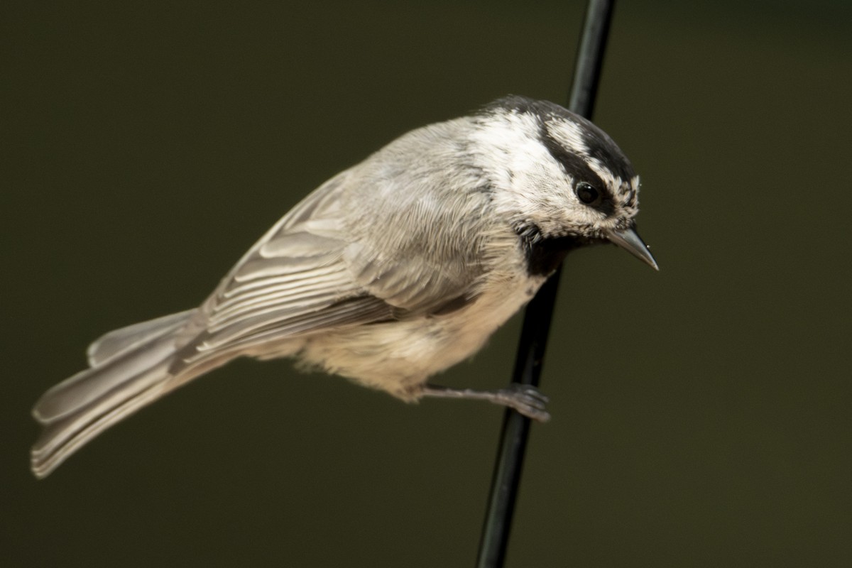 Mountain Chickadee - ML642828082