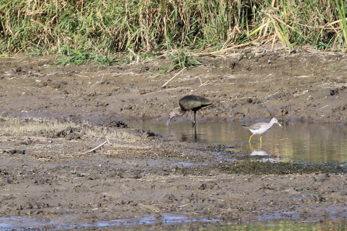 White-faced Ibis - ML642828083