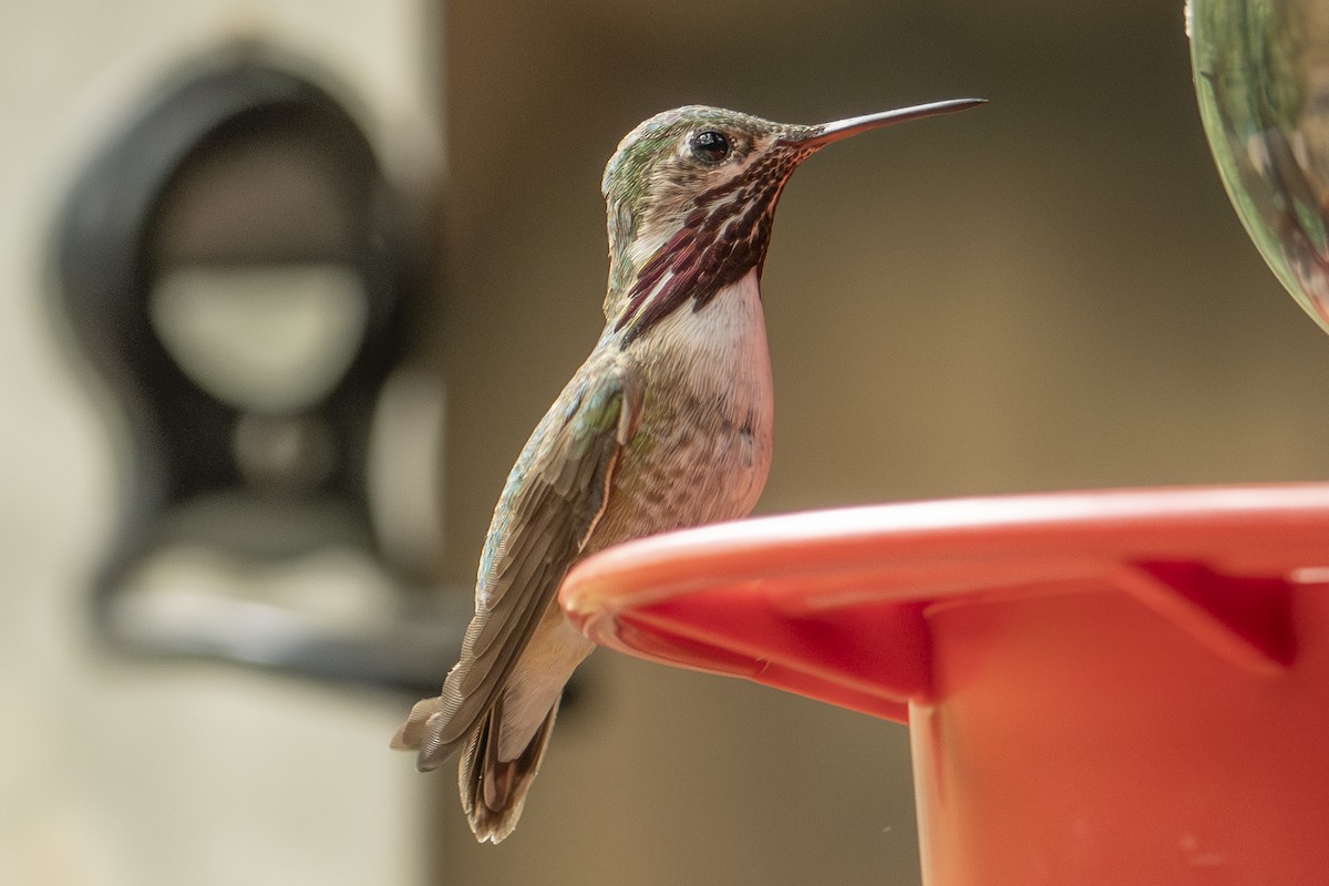 Calliope Hummingbird - ML642828087