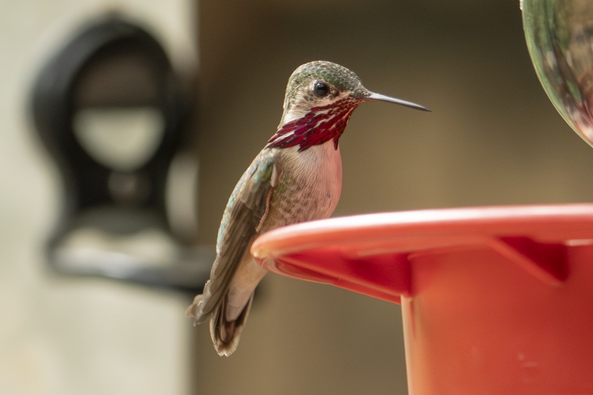 Calliope Hummingbird - ML642828088