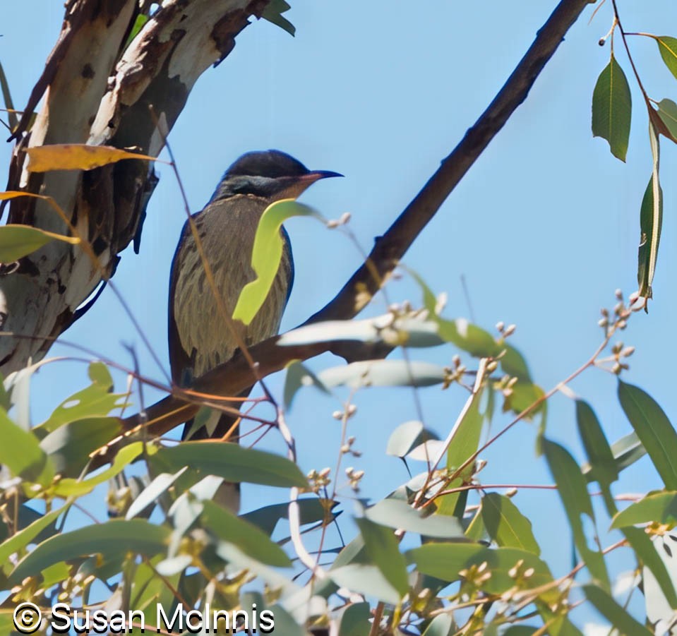 Spiny-cheeked Honeyeater - ML642828089