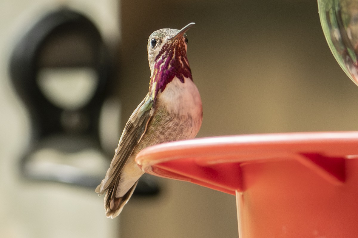 Calliope Hummingbird - ML642828090