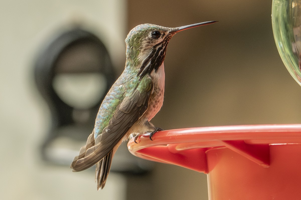 Calliope Hummingbird - ML642828091