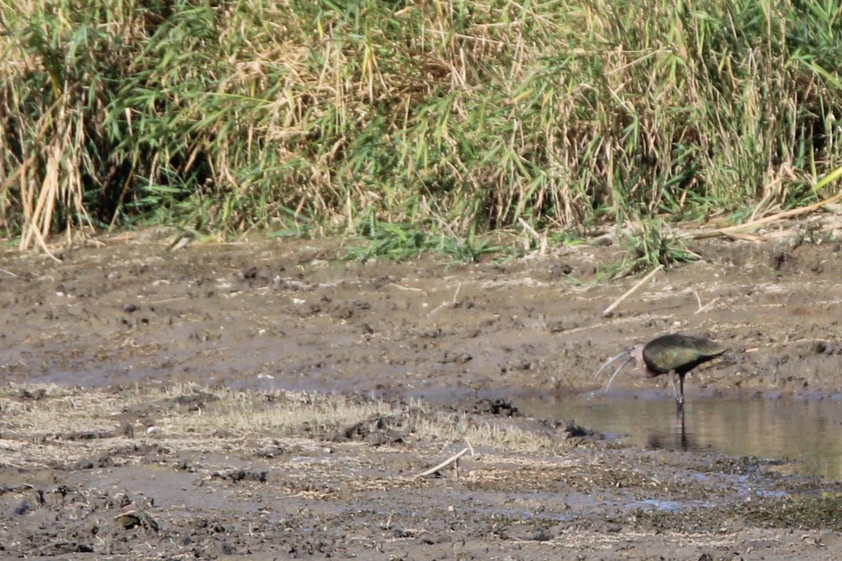 White-faced Ibis - ML642828097