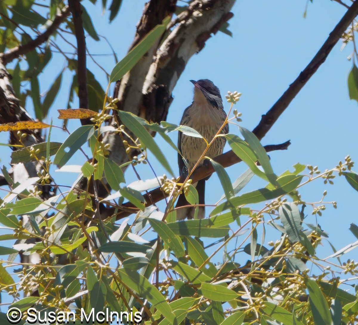 Spiny-cheeked Honeyeater - ML642828099