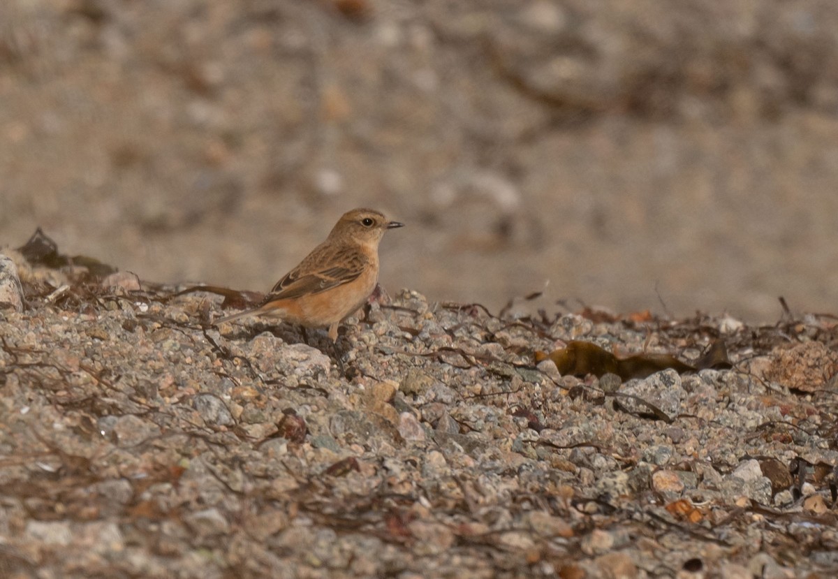 Siberian Stonechat - ML642828100