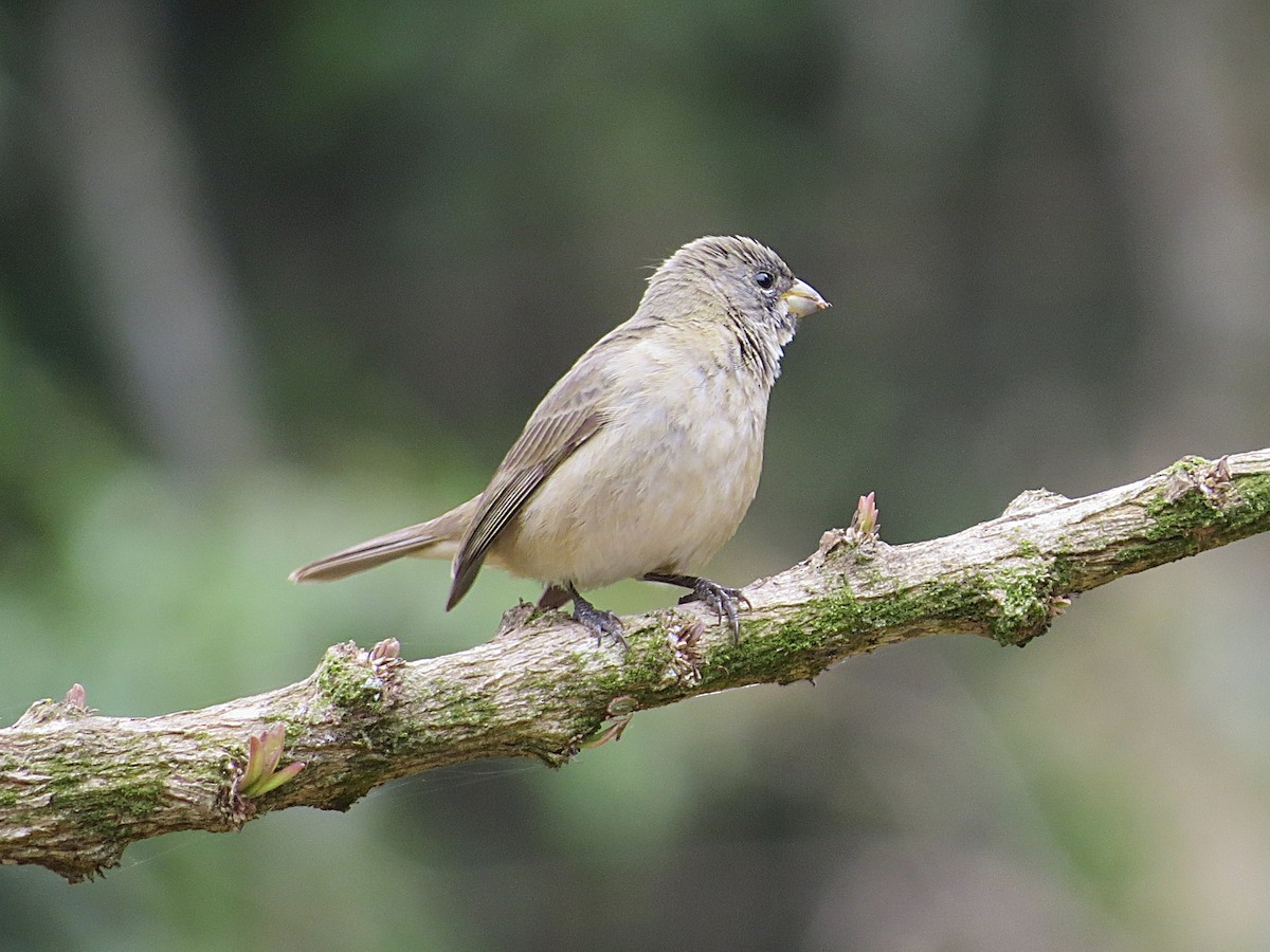 Double-collared Seedeater - ML642828101