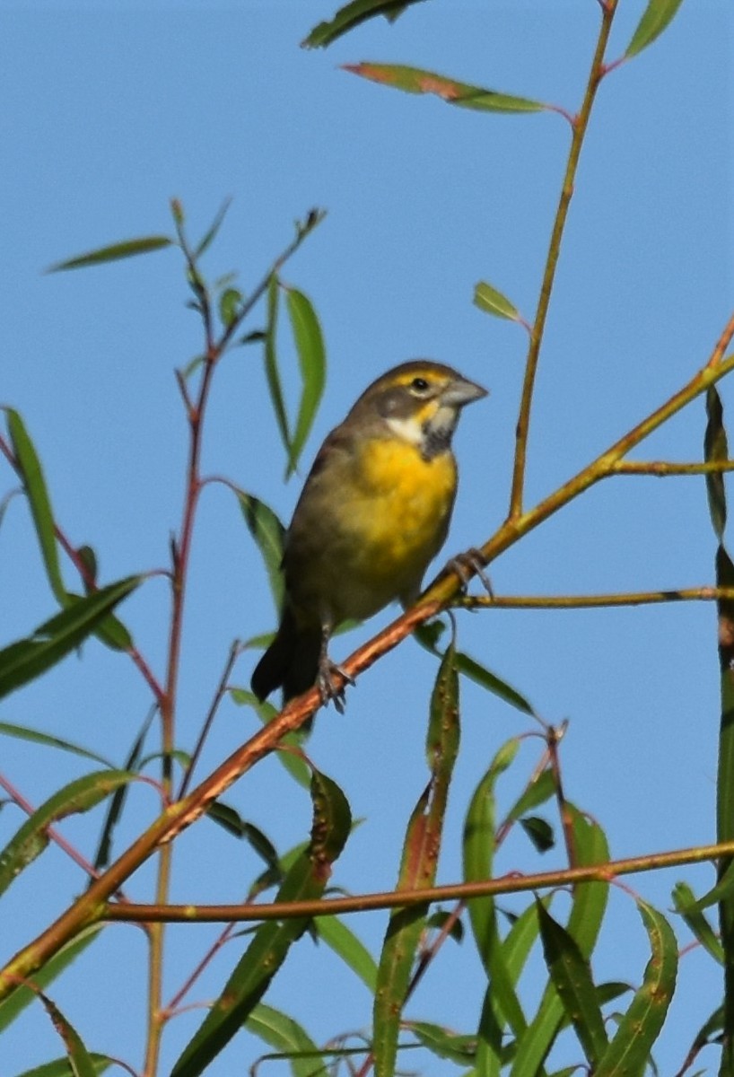 Dickcissel - ML642828102